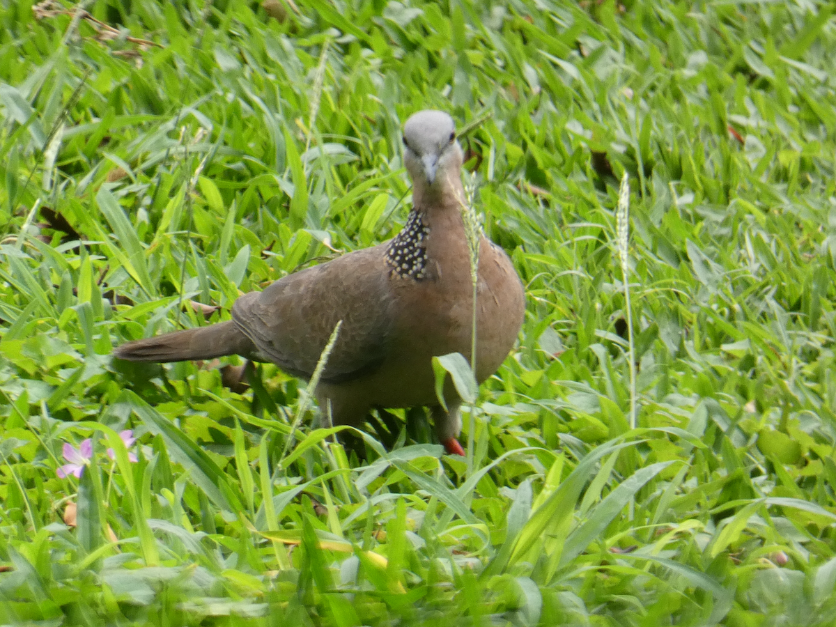 珠頸斑鳩 - ML617173518