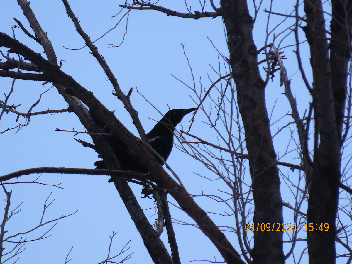 Great-tailed Grackle - ML617173576