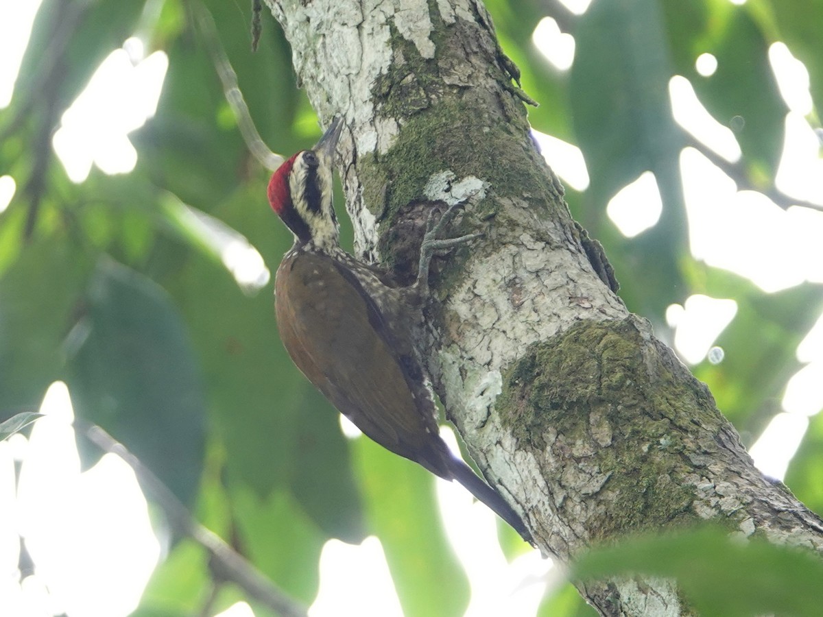 Fire-bellied Woodpecker - ML617173585