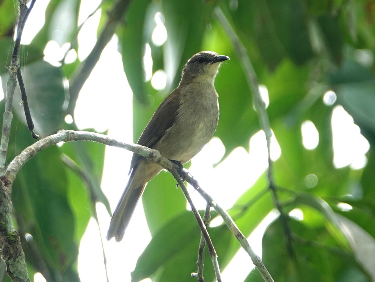 Slender-billed Greenbul - ML617173592