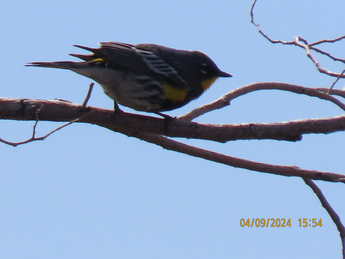 Yellow-rumped Warbler - ML617173596