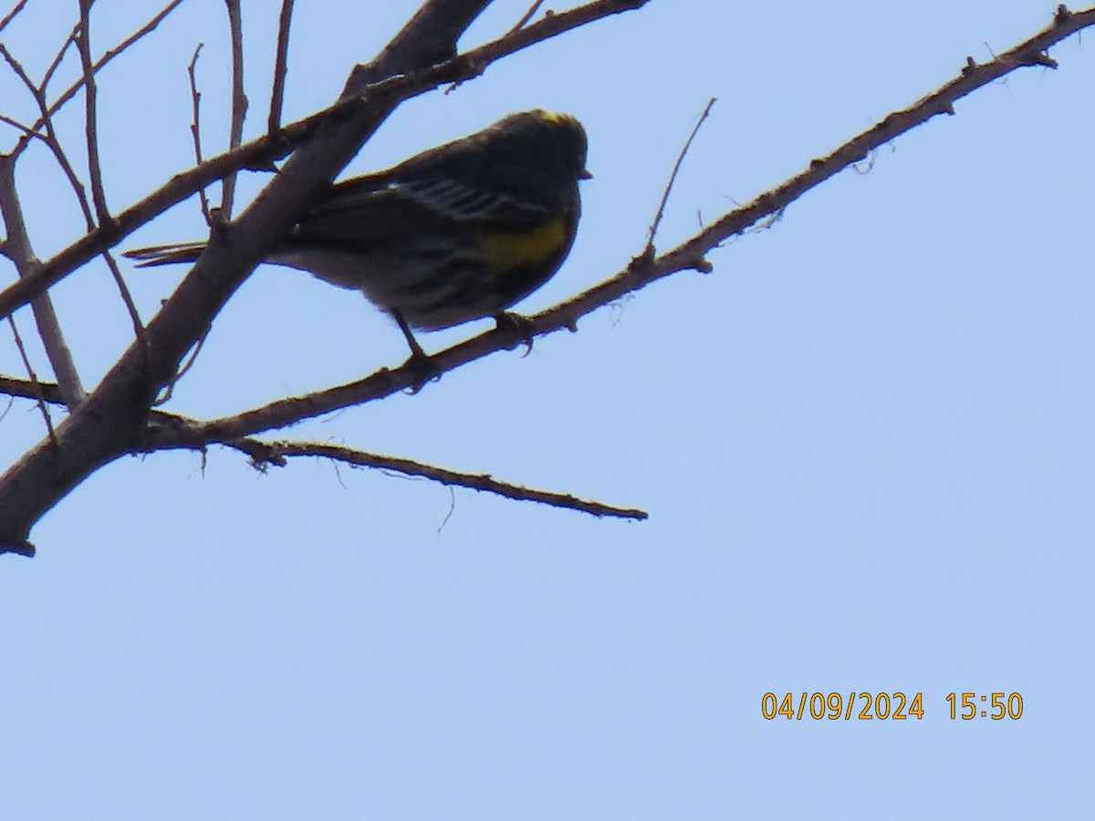 Yellow-rumped Warbler - ML617173597