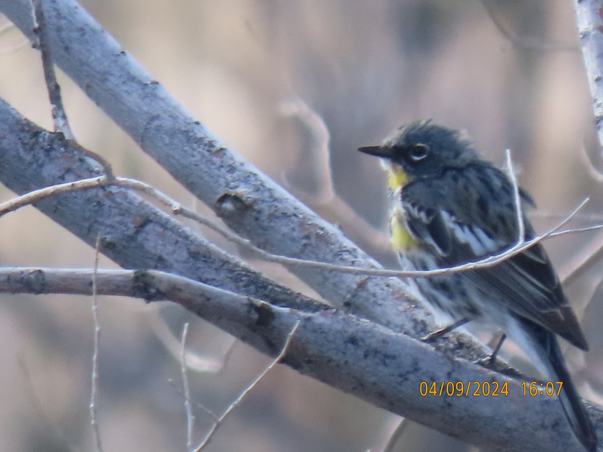 Yellow-rumped Warbler - ML617173598