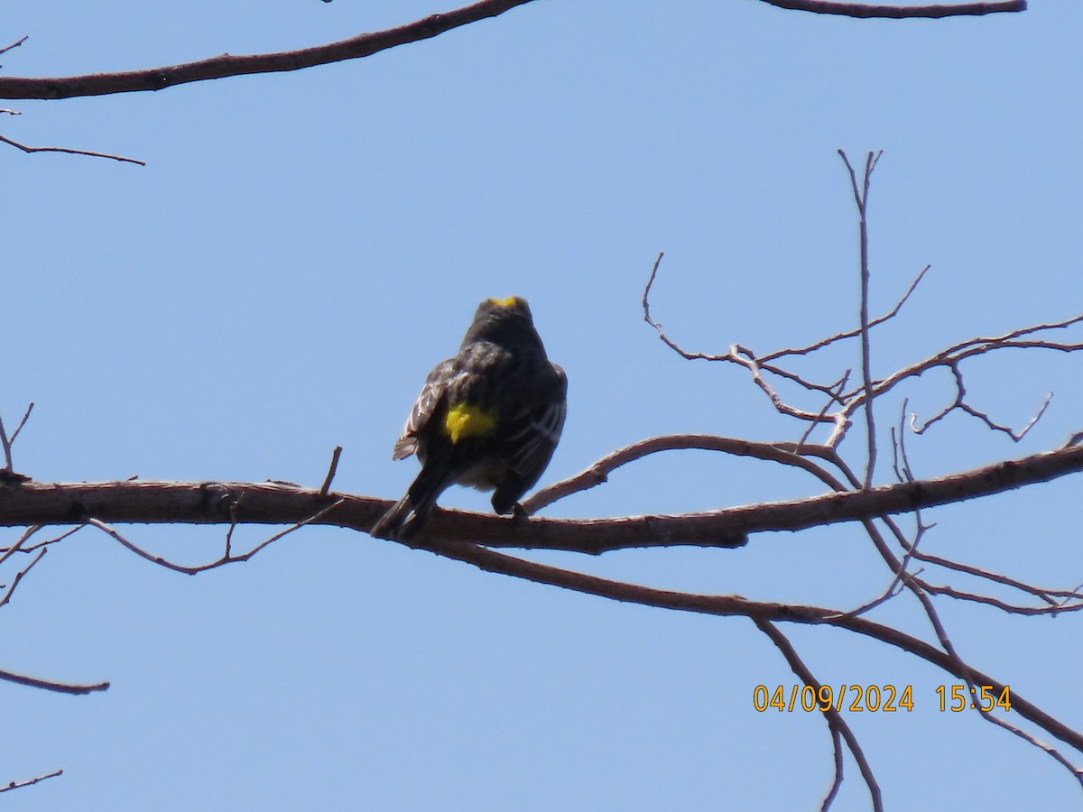 Yellow-rumped Warbler - ML617173599