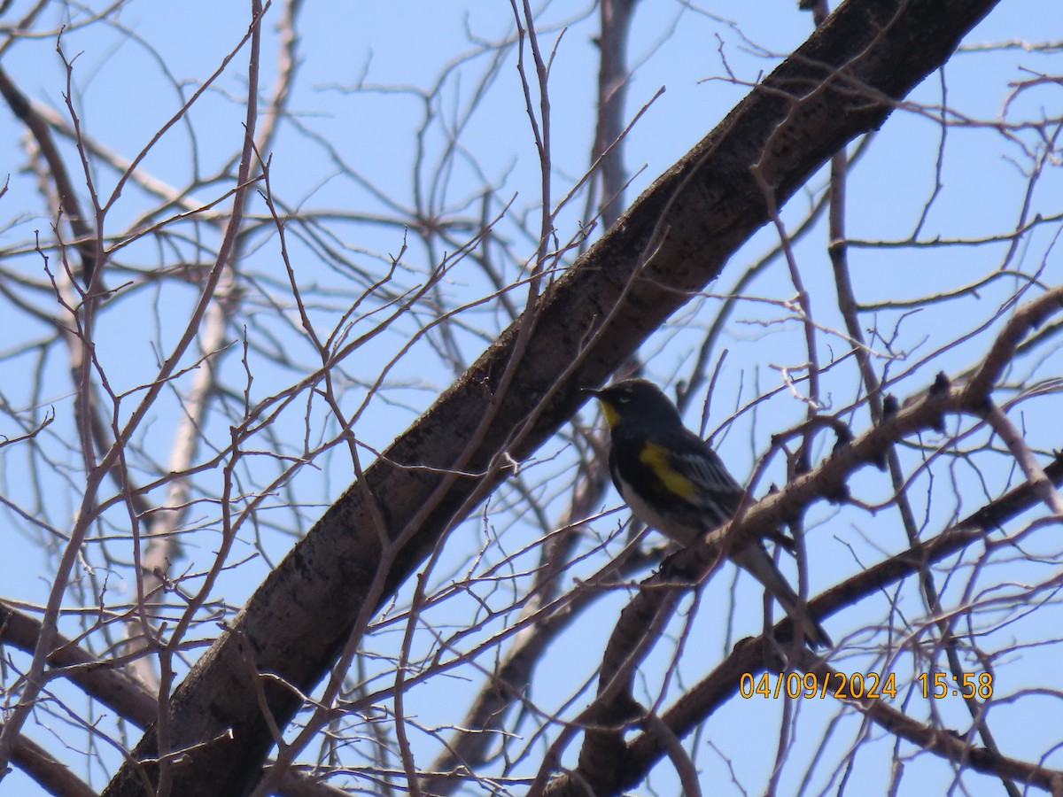 Yellow-rumped Warbler - ML617173601