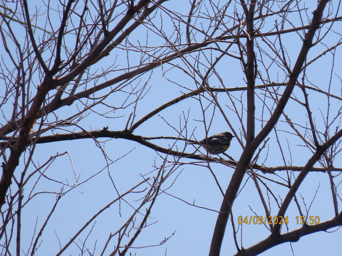 Yellow-rumped Warbler - ML617173602