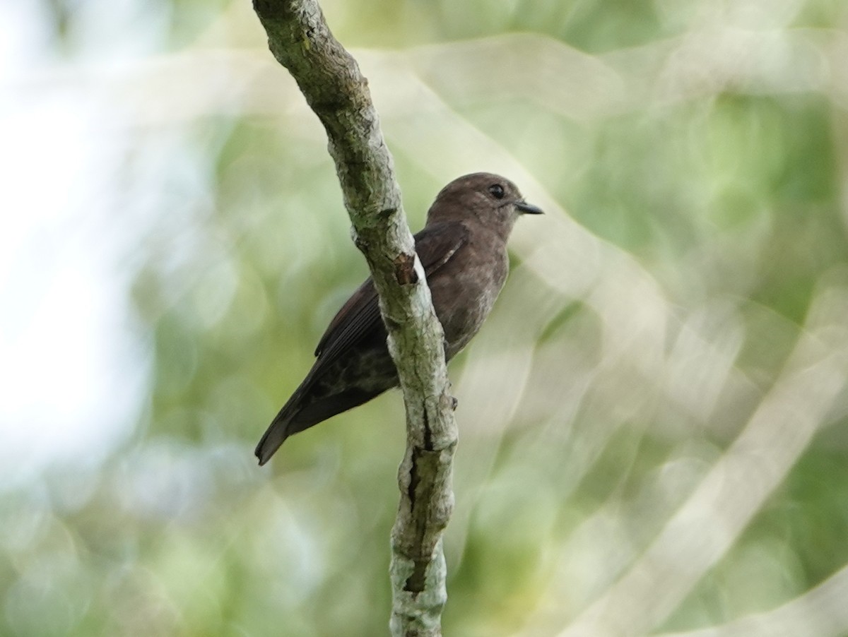 Ussher's Flycatcher - ML617173614