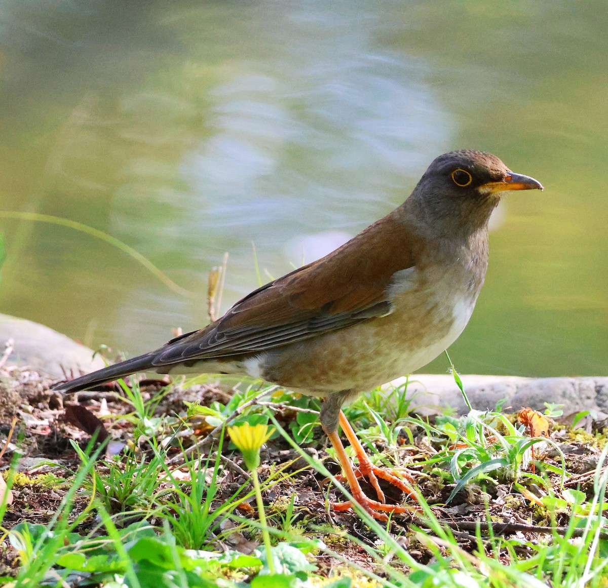 Pale Thrush - ML617173710