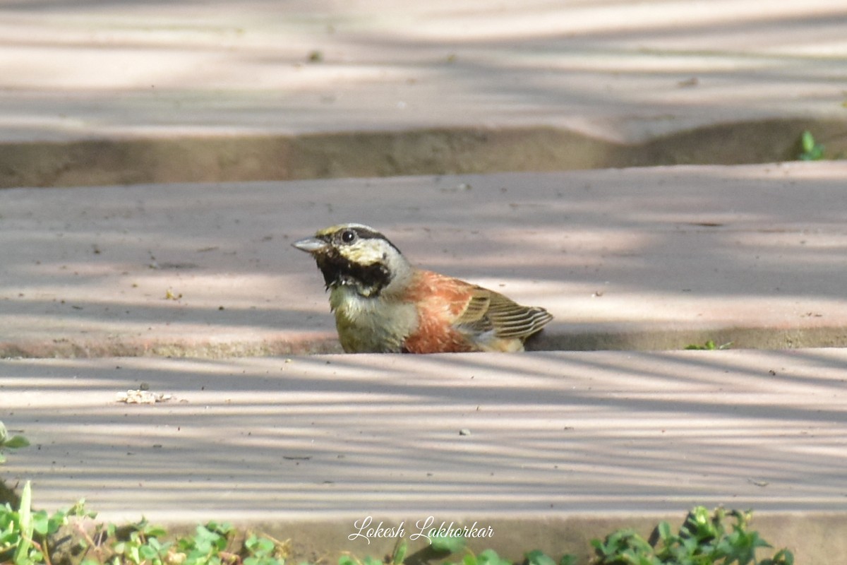 White-capped Bunting - ML617173787