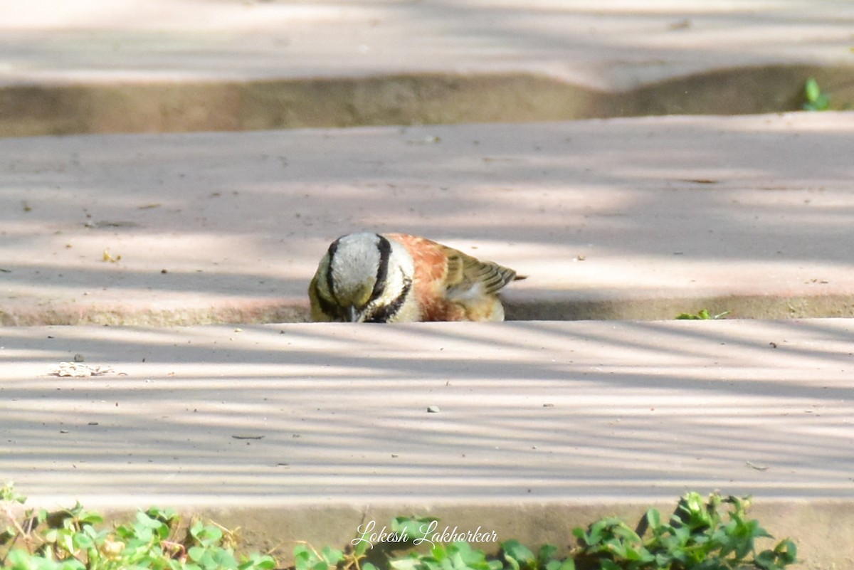 White-capped Bunting - ML617173790