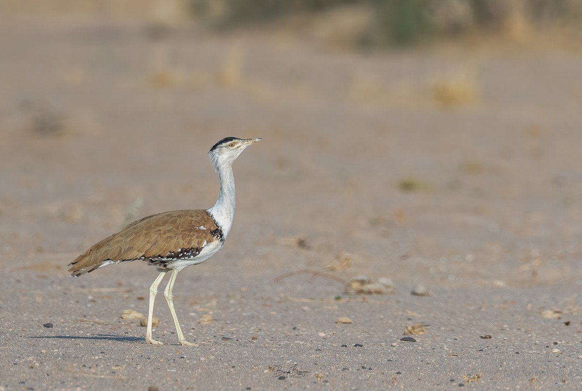 Great Indian Bustard - ML617173829