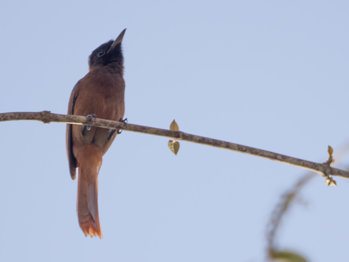 Black-headed Paradise-Flycatcher - ML617173838