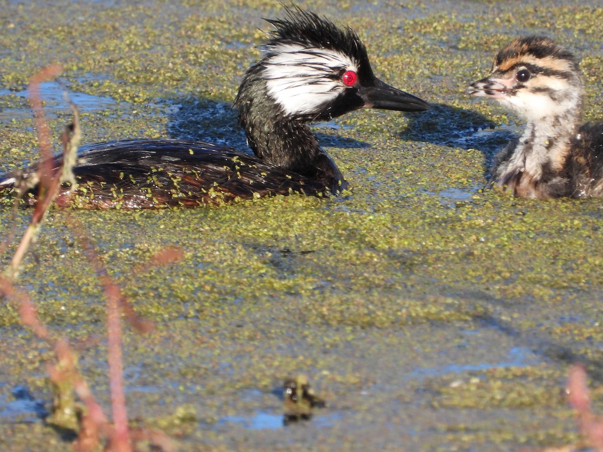 White-tufted Grebe - Más Aves