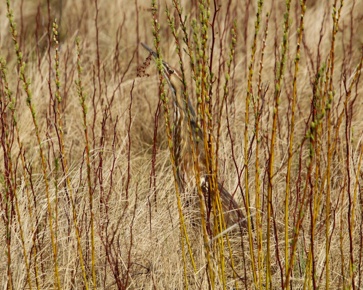 American Bittern - Valerie Johnson