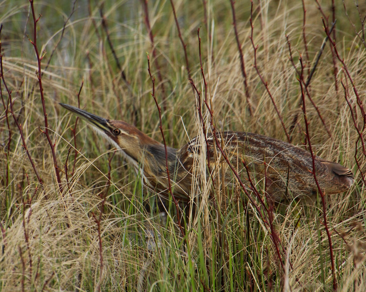 American Bittern - ML617173915