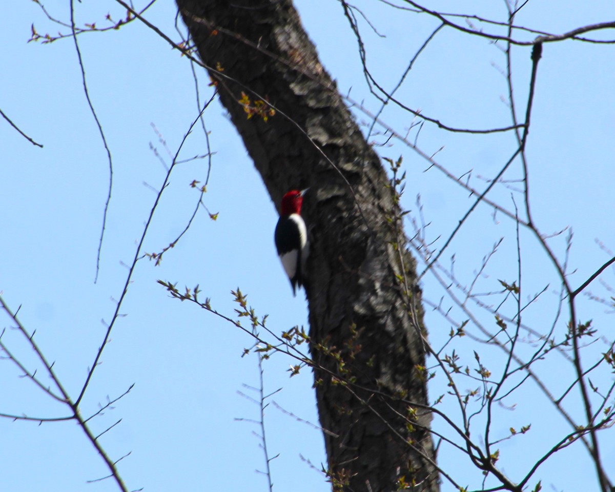 Red-headed Woodpecker - Valerie Johnson