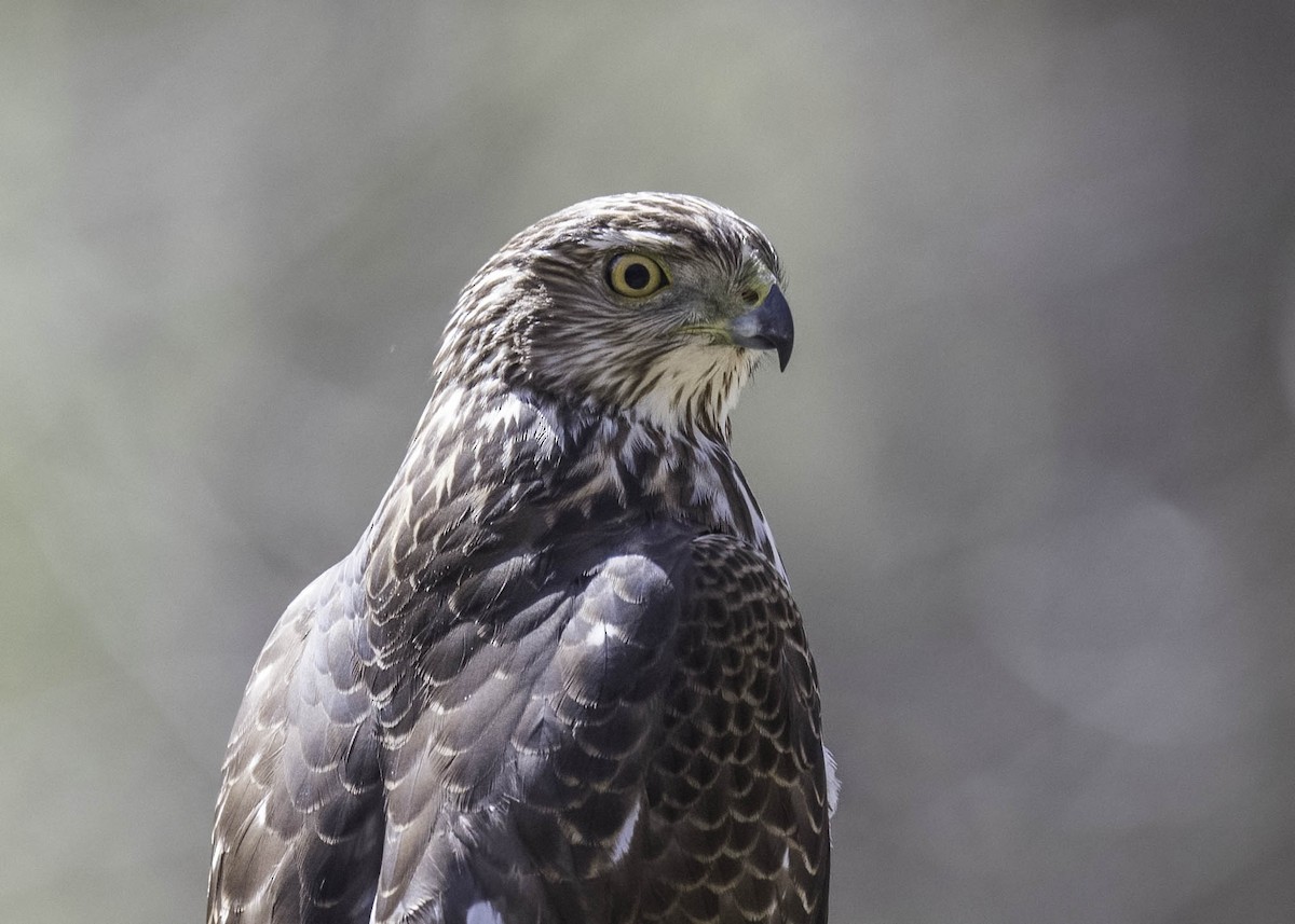 Cooper's Hawk - ML617173922