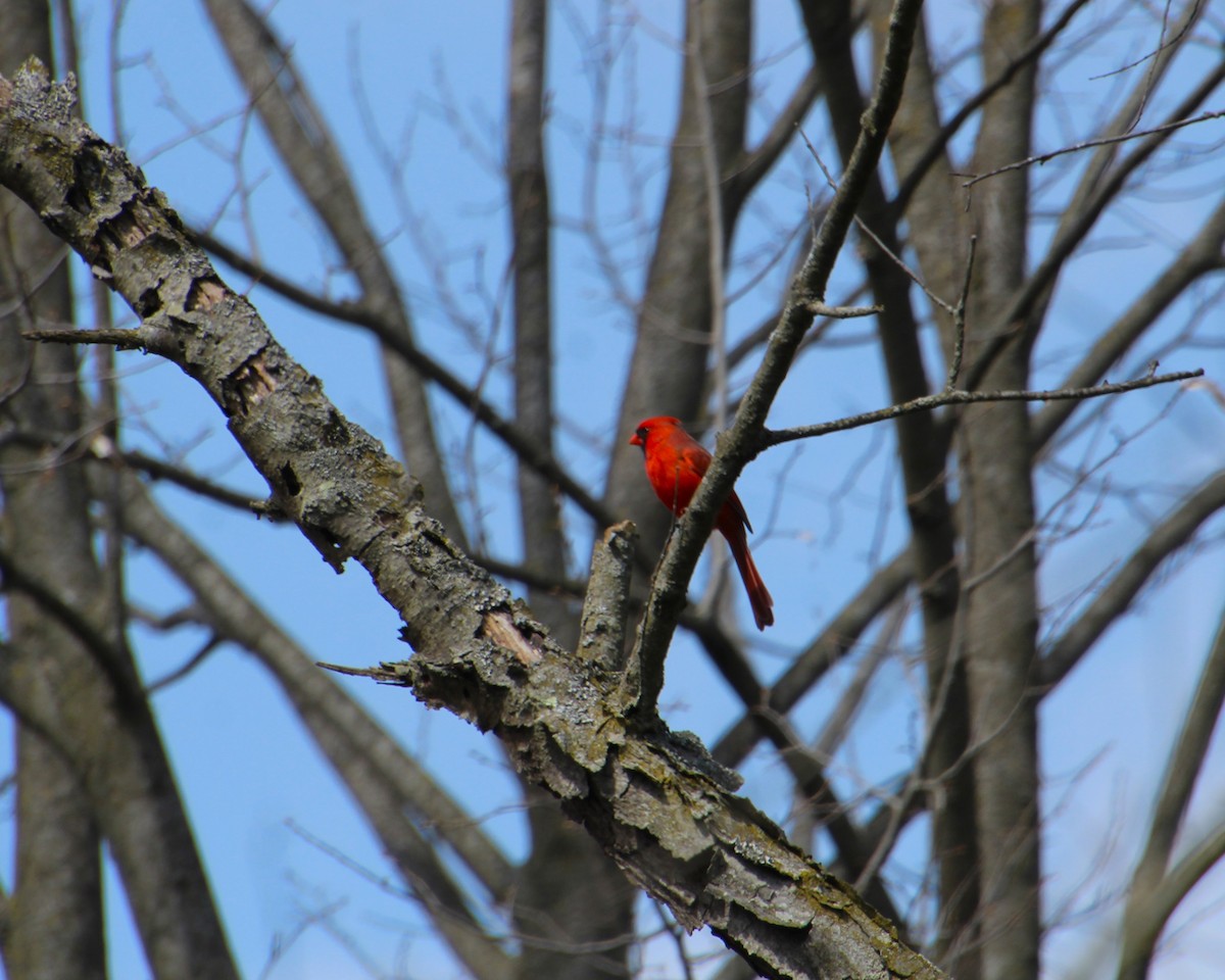 Northern Cardinal - Valerie Johnson