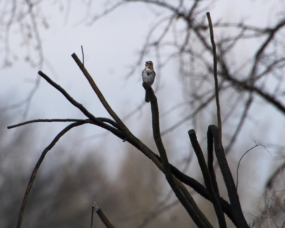 Song Sparrow - Valerie Johnson