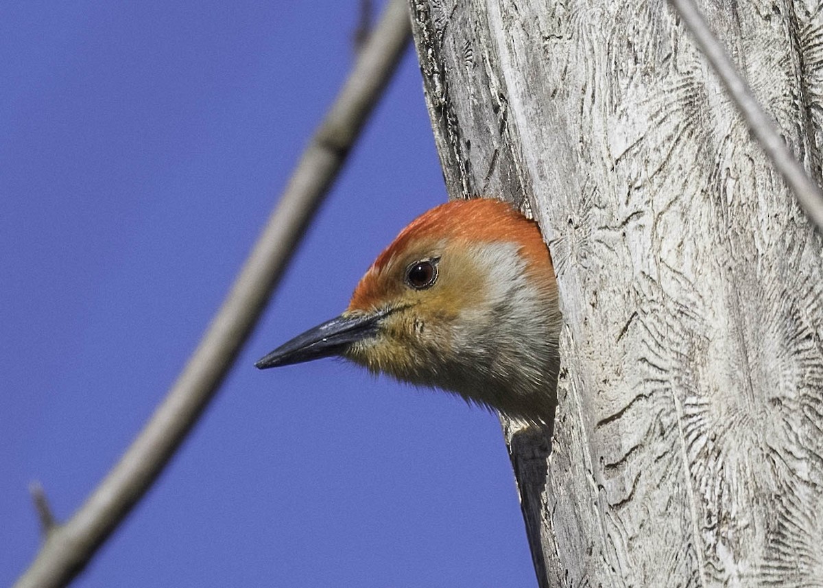 Red-bellied Woodpecker - Carol Goodall