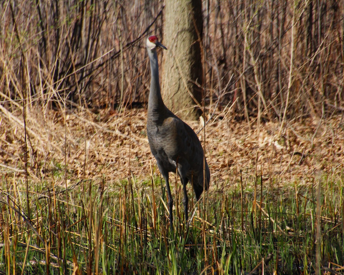 Sandhill Crane - Valerie Johnson