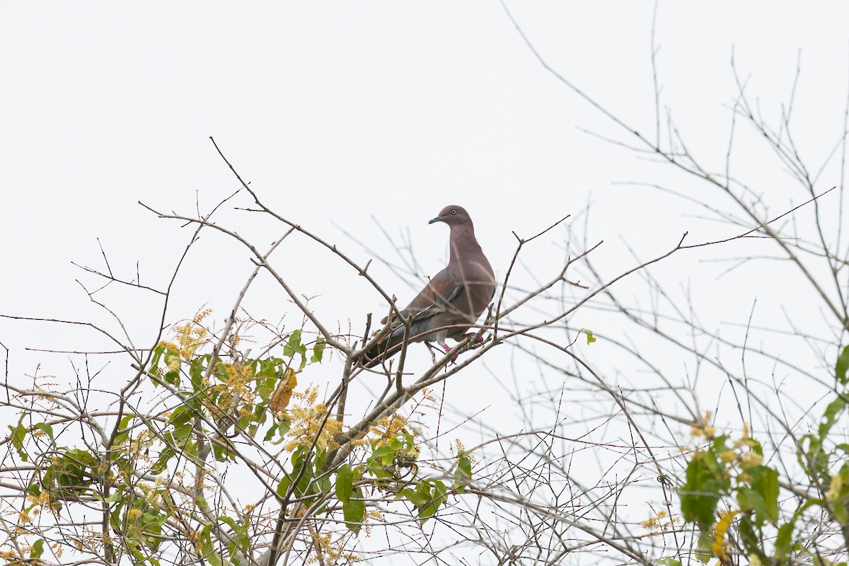 Plain Pigeon - Elliott Ress