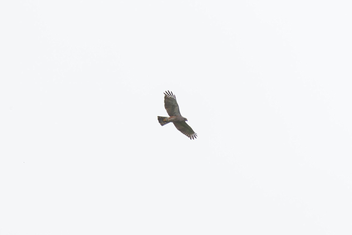 Ridgway's Hawk - Elliott Ress