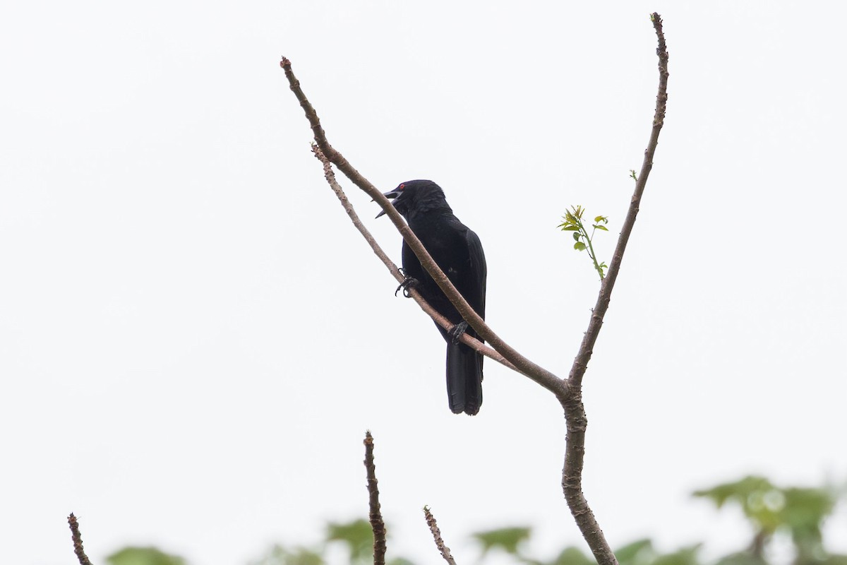 White-necked Crow - Elliott Ress