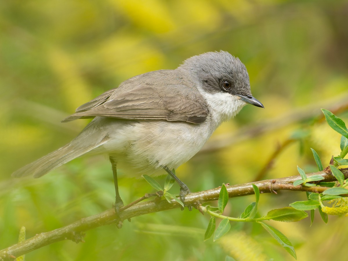 Lesser Whitethroat - ML617174025