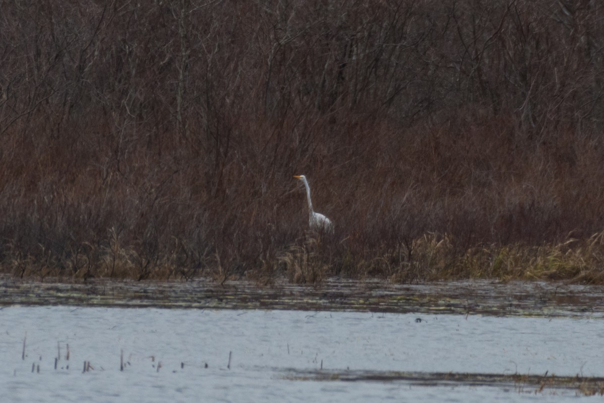 Great Egret - Steven McGrath