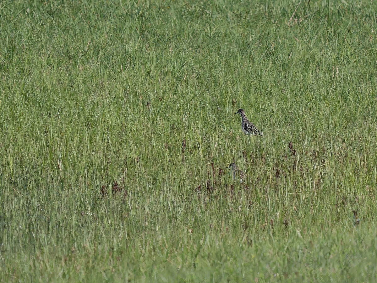 Wood Sandpiper - ML617174116