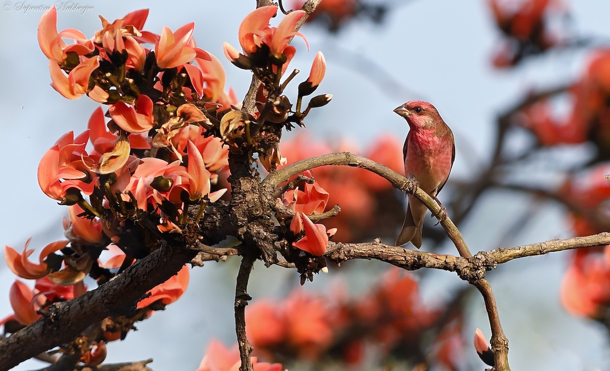 Common Rosefinch - Supratim Mukherjee
