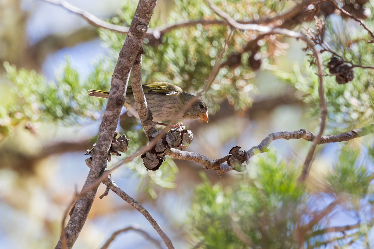 Antillean Siskin - ML617174163