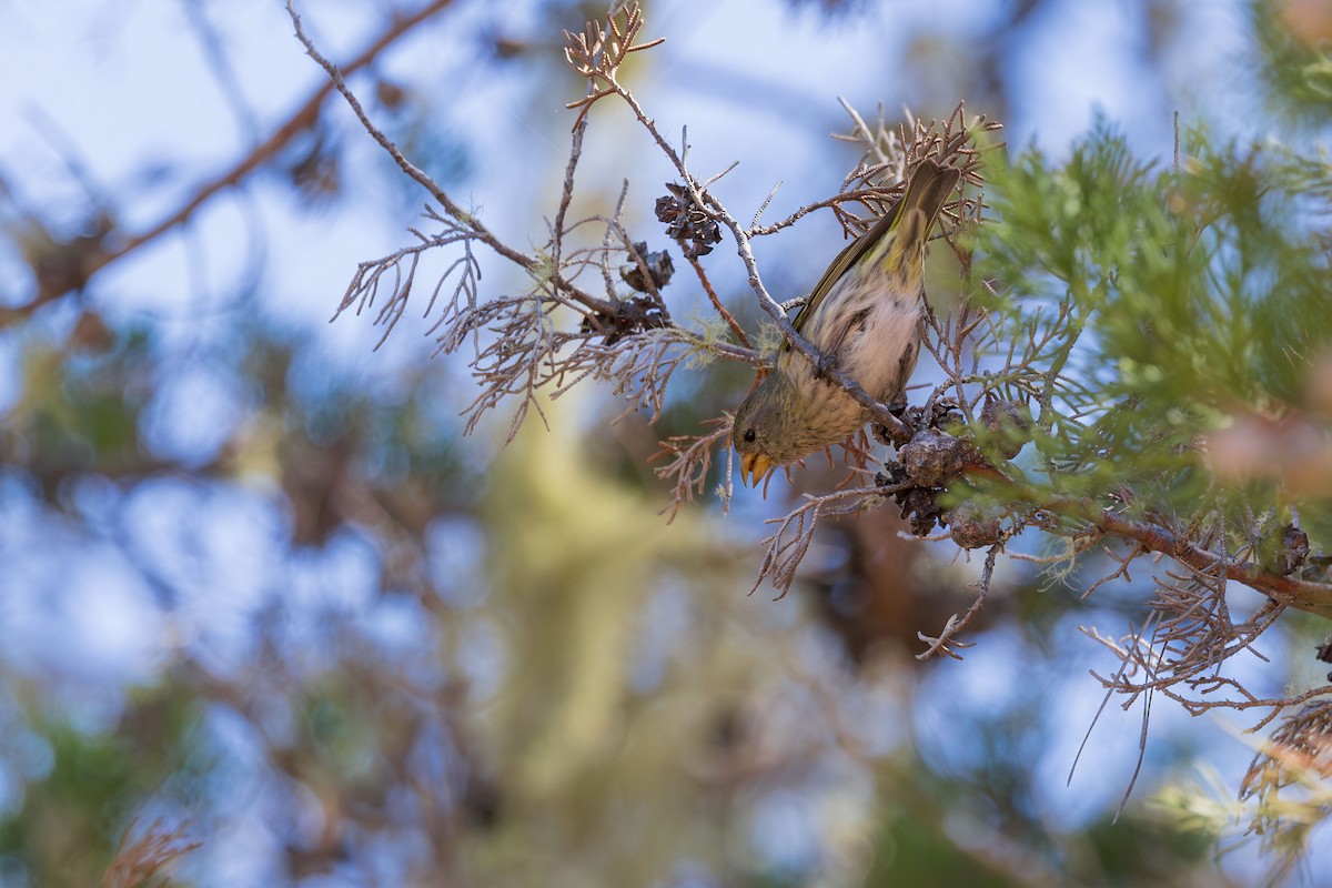 Antillean Siskin - ML617174164