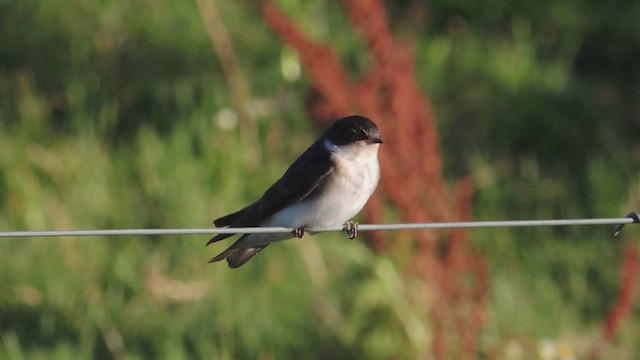 Chilean Swallow - ML617174166