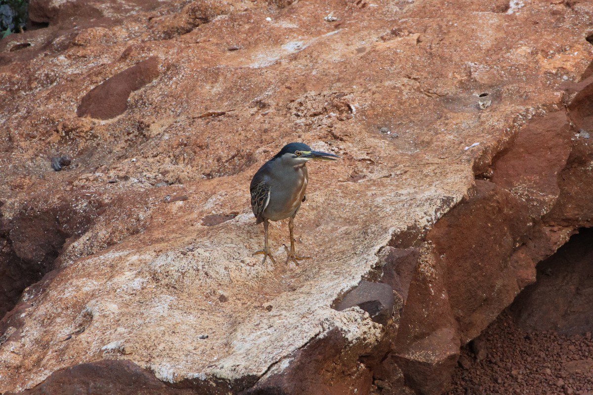 Striated Heron - ML617174189