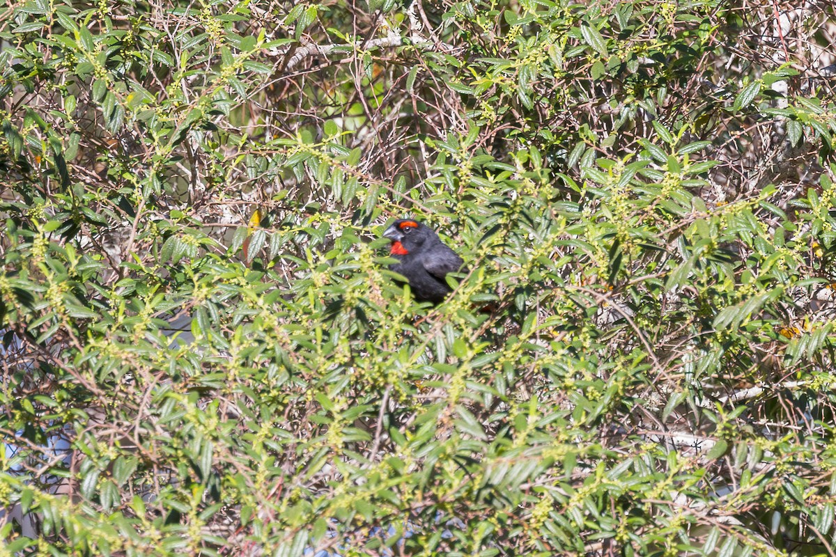 Greater Antillean Bullfinch - Elliott Ress