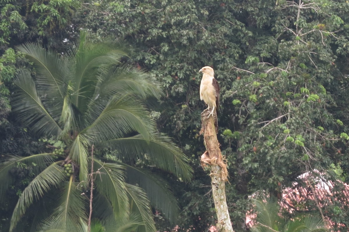 Yellow-headed Caracara - ML617174222