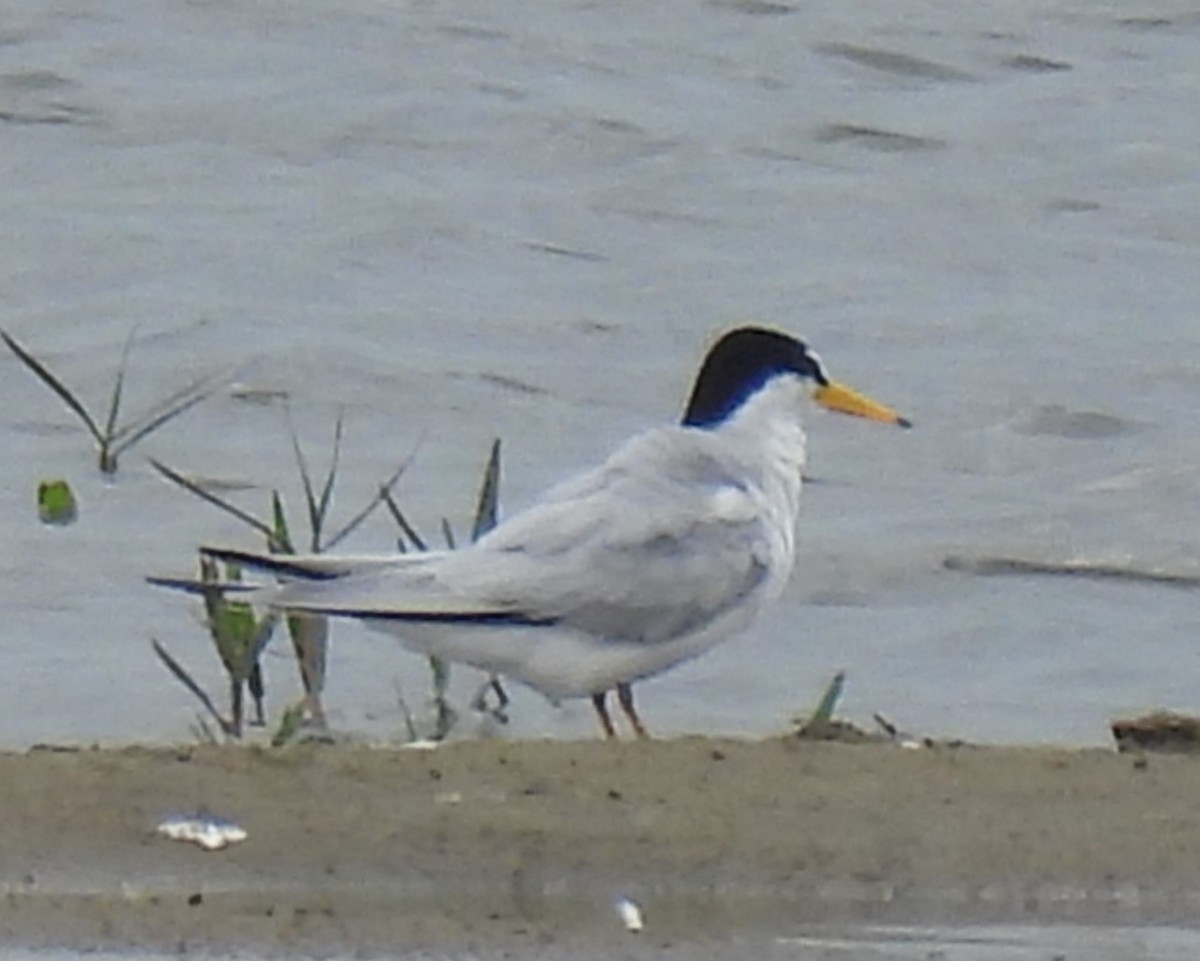 Least Tern - ML617174251