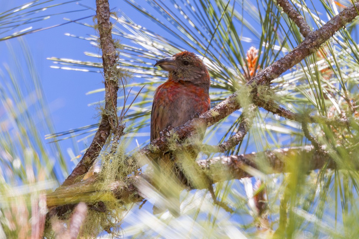 Hispaniolan Crossbill - ML617174279