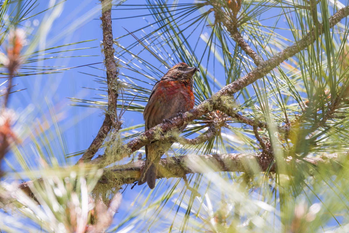 Hispaniolan Crossbill - ML617174280