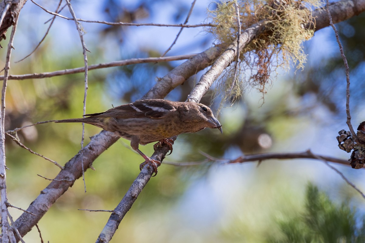 Hispaniolan Crossbill - ML617174285