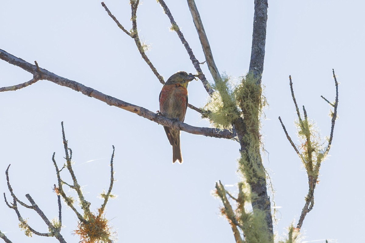 Hispaniolan Crossbill - ML617174291