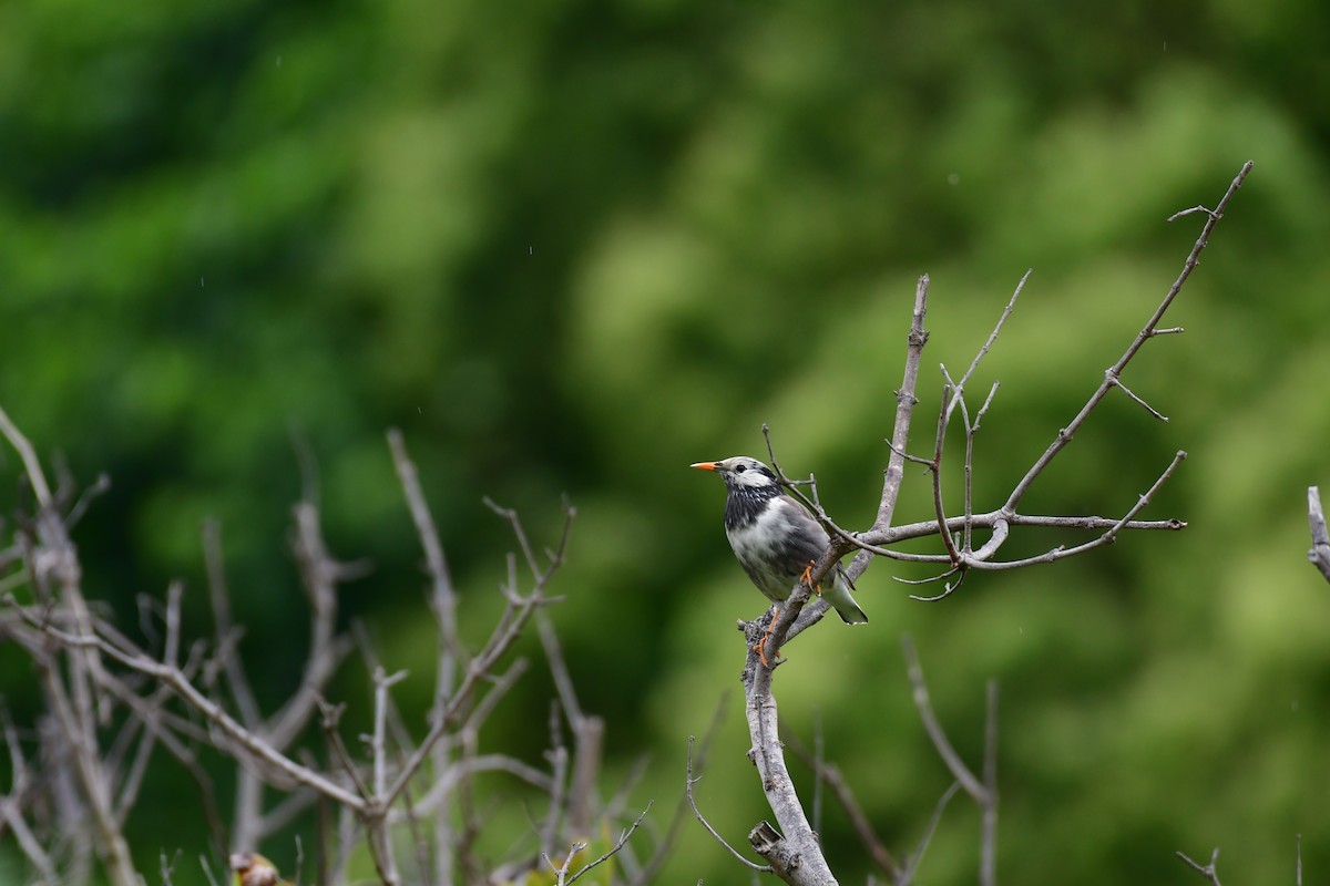 White-cheeked Starling - ML617174295