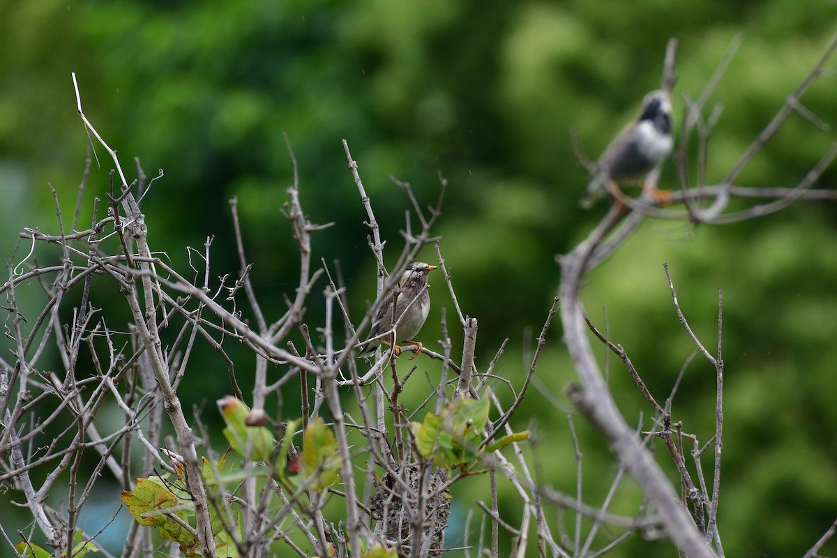 White-cheeked Starling - ML617174297