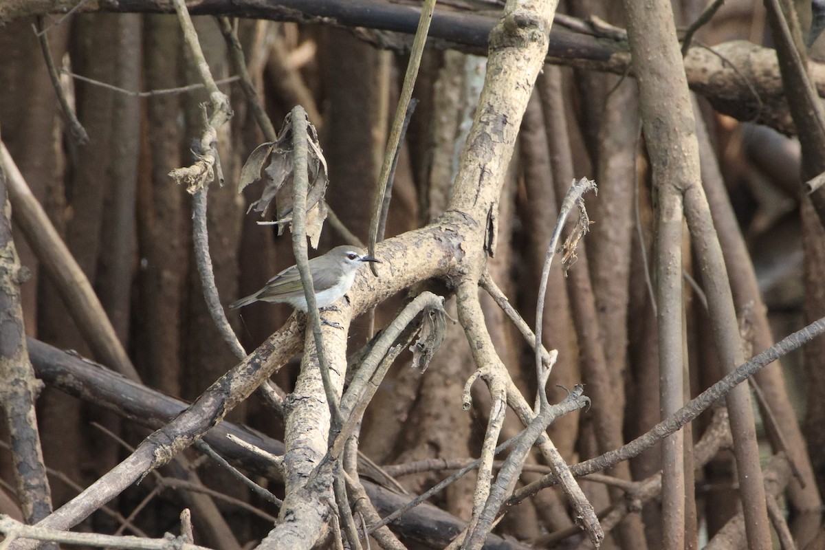 Mouse-brown Sunbird - ML617174319