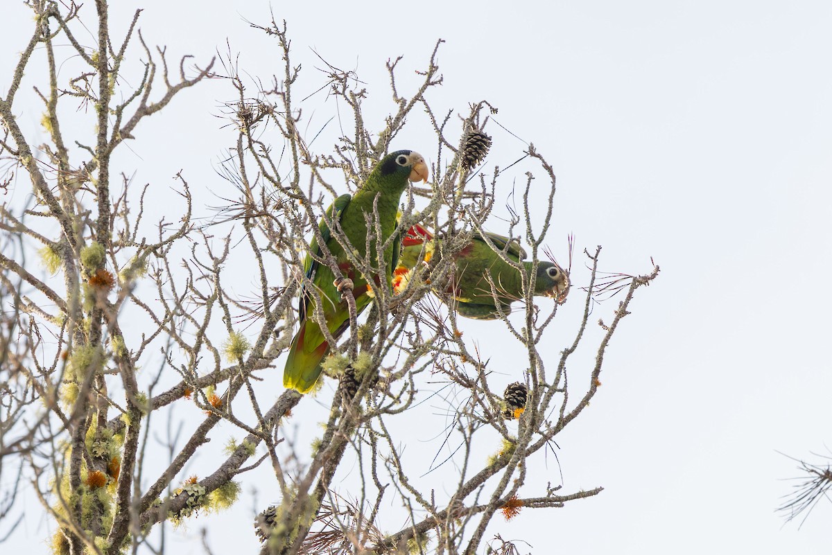 Hispaniolan Parrot - ML617174332