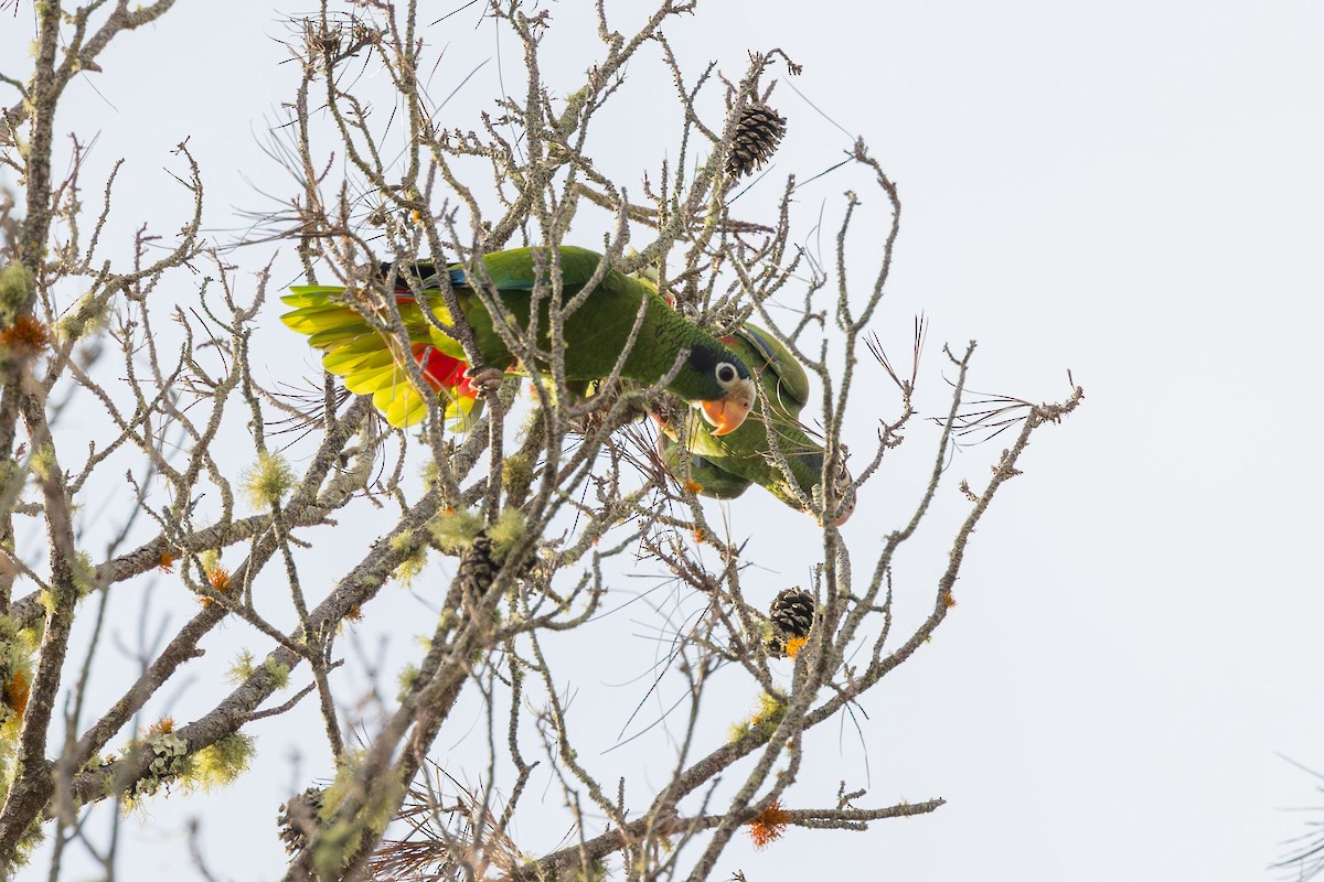 Amazona de la Española - ML617174337