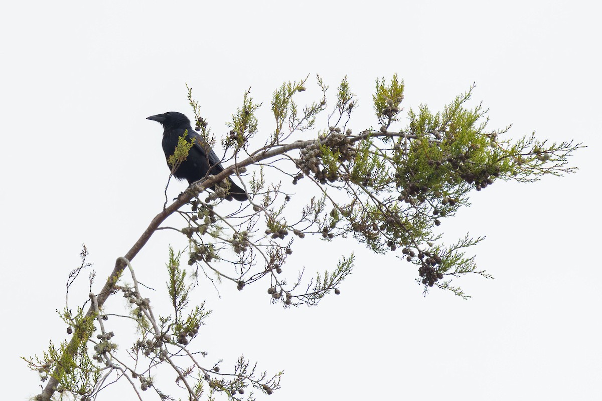 Hispaniolan Palm-Crow - Elliott Ress