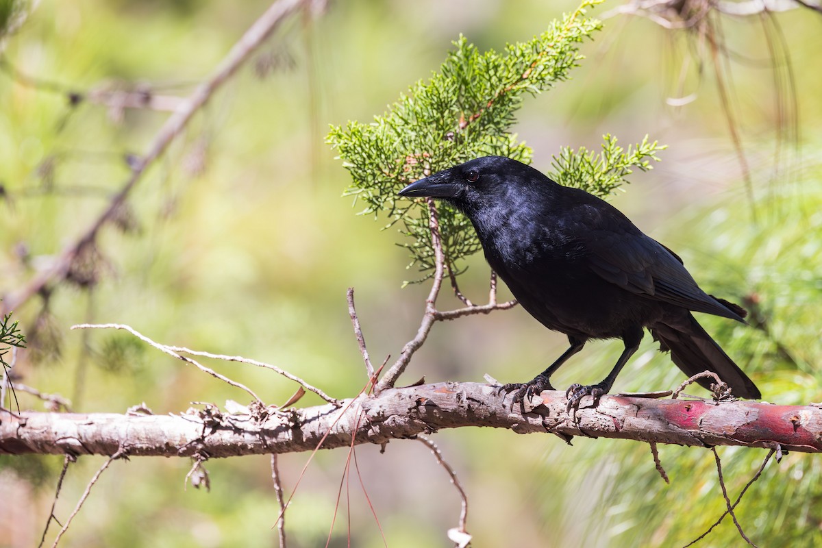 Hispaniolan Palm-Crow - ML617174359